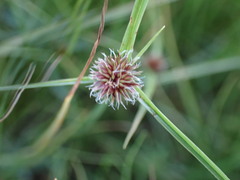 Cyperus teneristolon