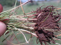 Cyperus teneristolon