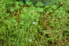 Wahlenbergia marginata