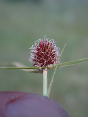 Cyperus teneristolon