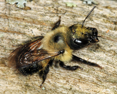 Osmia bucephala
