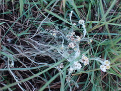 Gnaphalium filagopsis