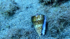Conus canariensis