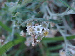 Gnaphalium filagopsis