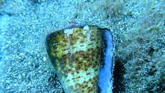 Conus canariensis