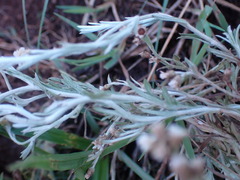 Gnaphalium filagopsis