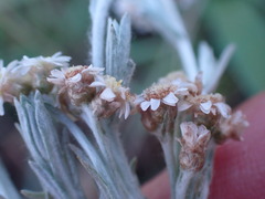 Gnaphalium filagopsis