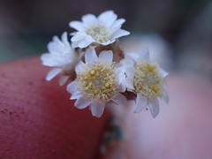 Gnaphalium filagopsis