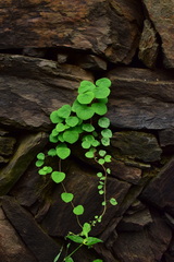 Stephania cephalantha