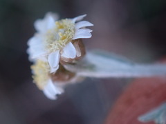 Gnaphalium filagopsis