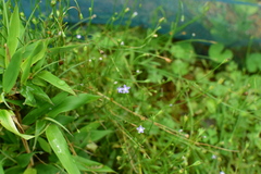 Wahlenbergia marginata