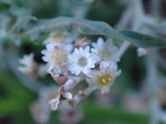 Gnaphalium filagopsis