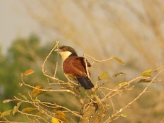 Centropus senegalensis