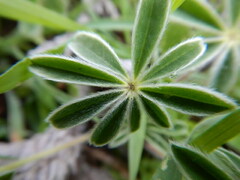 Lupinus pilosus