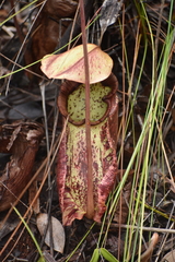 Nepenthes rafflesiana