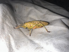 Metholce nigritarsis