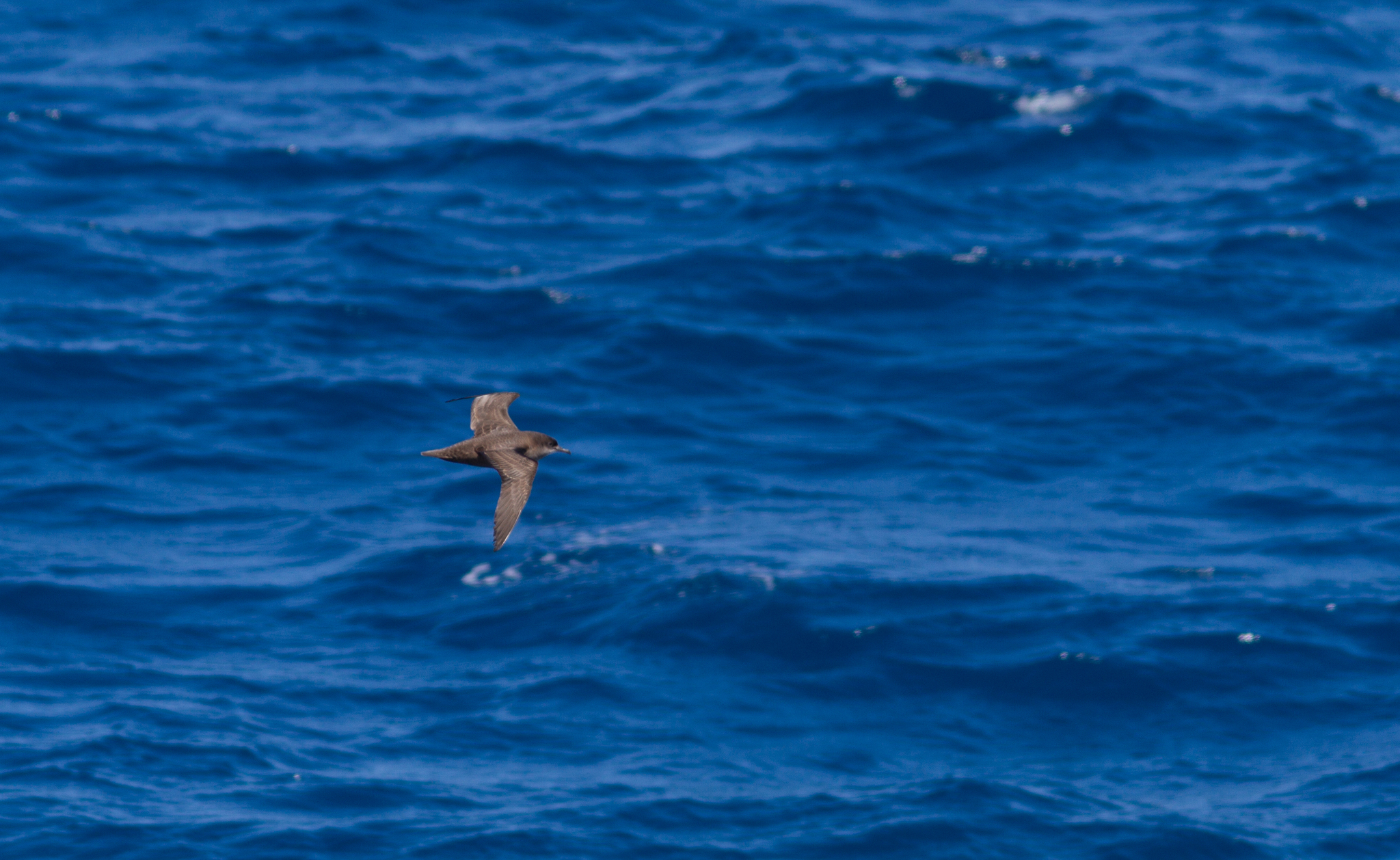 Sooty Shearwater