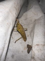 Metholce nigritarsis