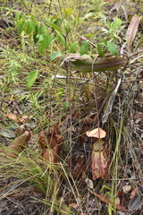 Nepenthes rafflesiana