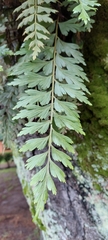 Asplenium praemorsum