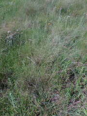 Eragrostis planiculmis