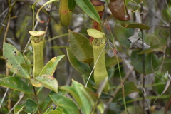 Nepenthes gracilis