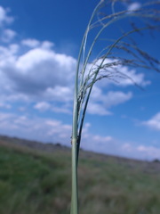 Eragrostis planiculmis