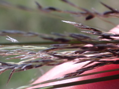 Eragrostis planiculmis