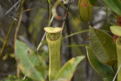 Nepenthes gracilis
