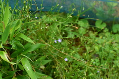 Wahlenbergia marginata