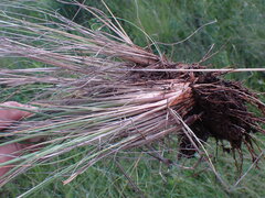 Eragrostis planiculmis
