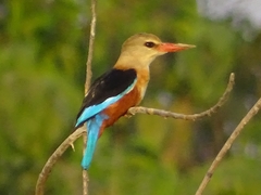 Halcyon leucocephala