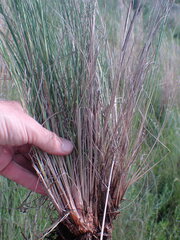 Eragrostis planiculmis