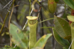 Nepenthes gracilis