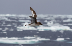 Thalassoica antarctica