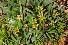 Lysipomia sphagnophila