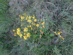 Senecio consanguineus