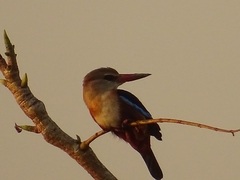 Halcyon leucocephala