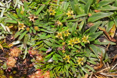 Lysipomia sphagnophila