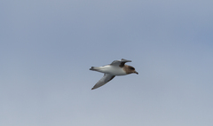 Thalassoica antarctica