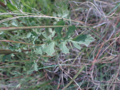 Senecio consanguineus