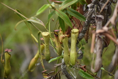 Nepenthes gracilis