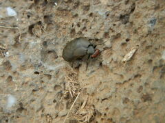 Trichomeloe sericellus