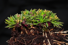 Lysipomia sphagnophila