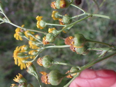 Senecio consanguineus