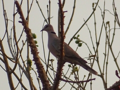 Streptopelia vinacea
