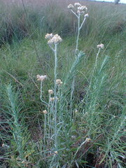Helichrysum luteoalbum