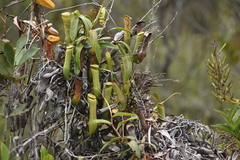 Nepenthes gracilis