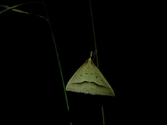Epidesmia hypenaria