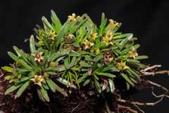 Lysipomia sphagnophila
